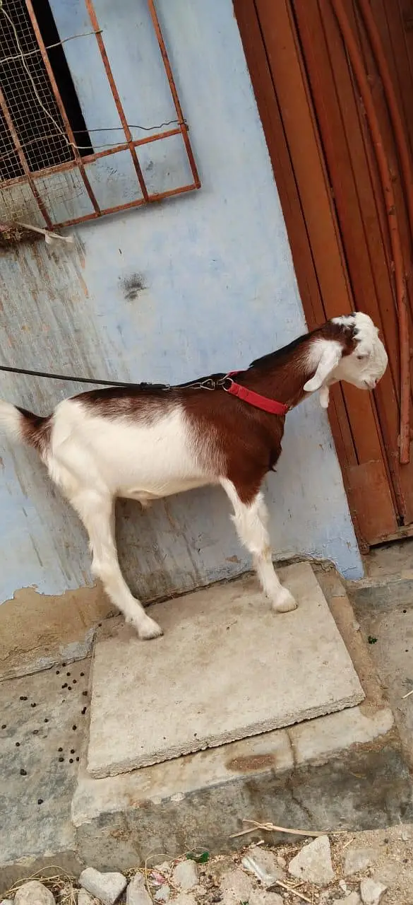 Bakra for sale urgent — photo 8