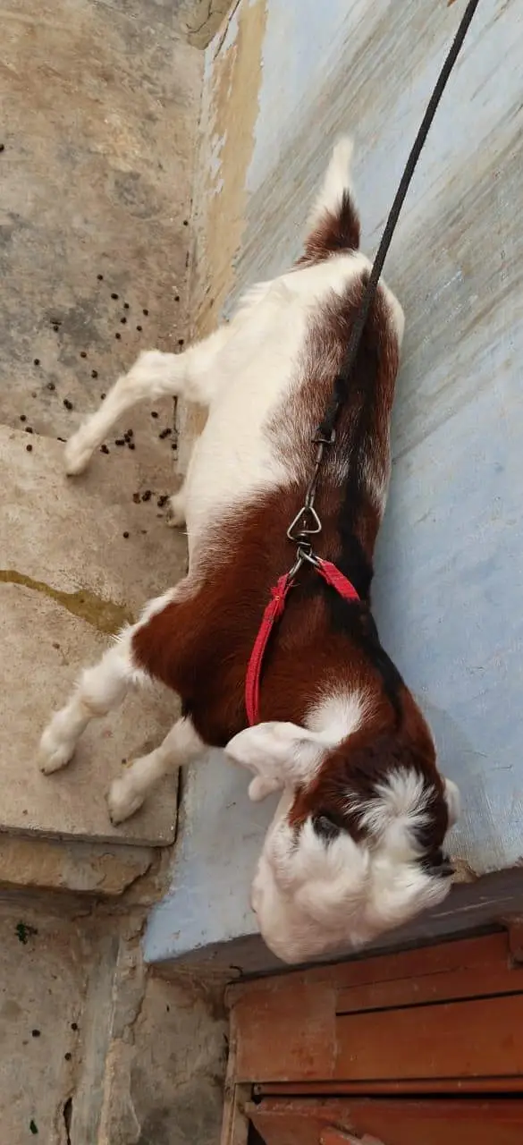 Bakra for sale urgent — photo 9