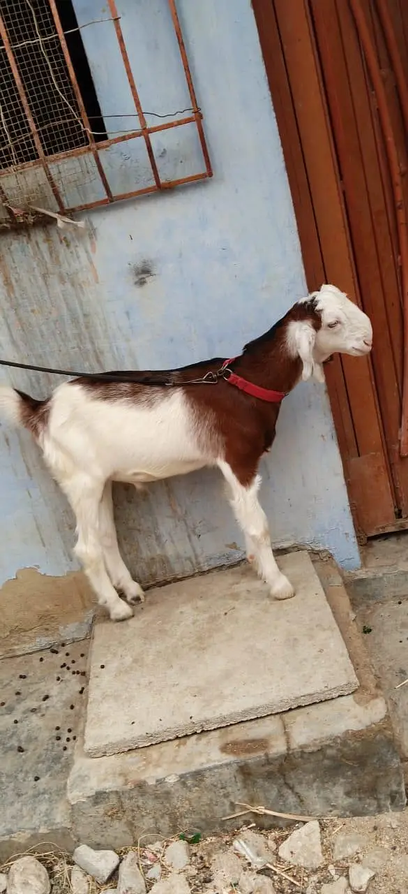 Bakra for sale urgent — photo 10