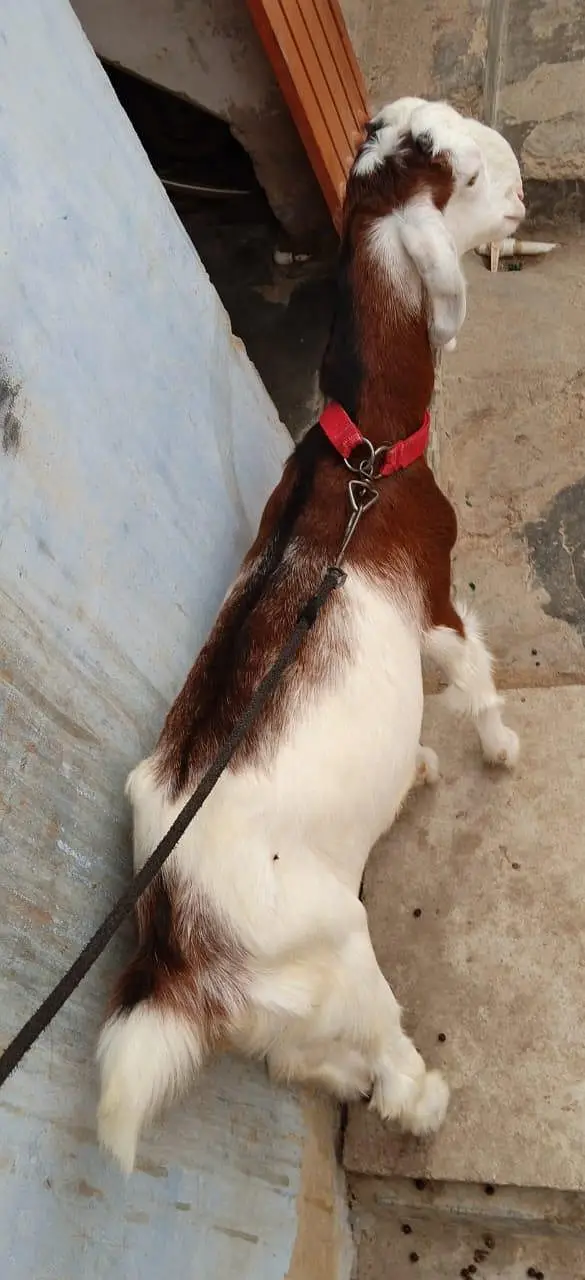 Bakra for sale urgent — photo 11