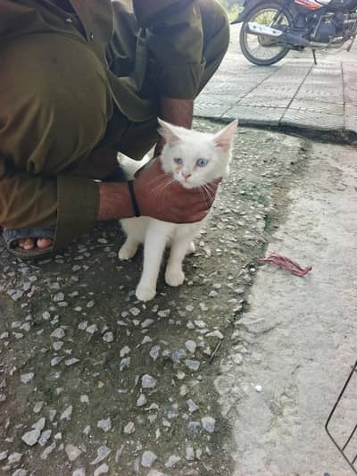 white cat