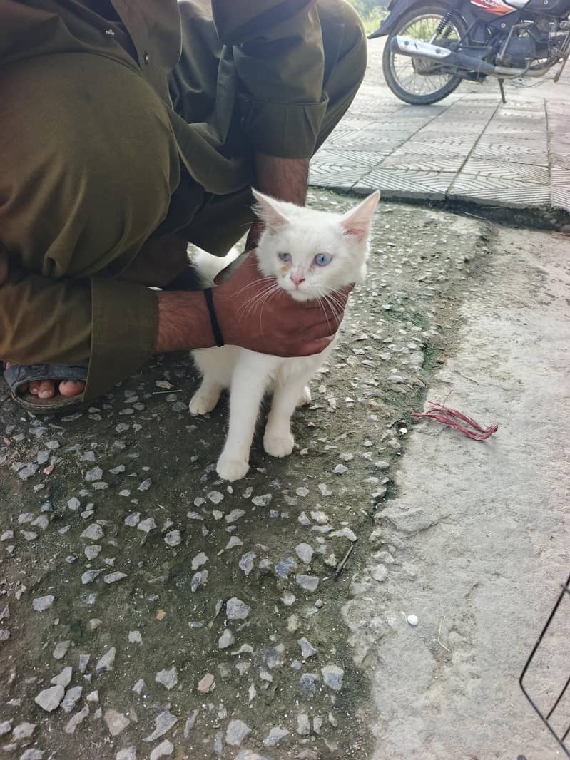 white cat 0