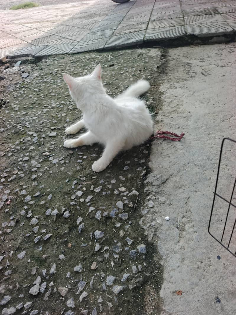 white cat 1