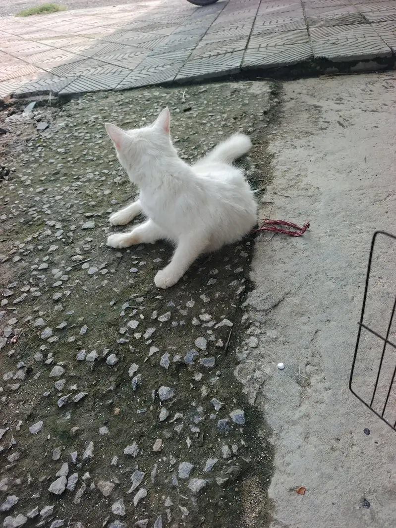 white cat — photo 2