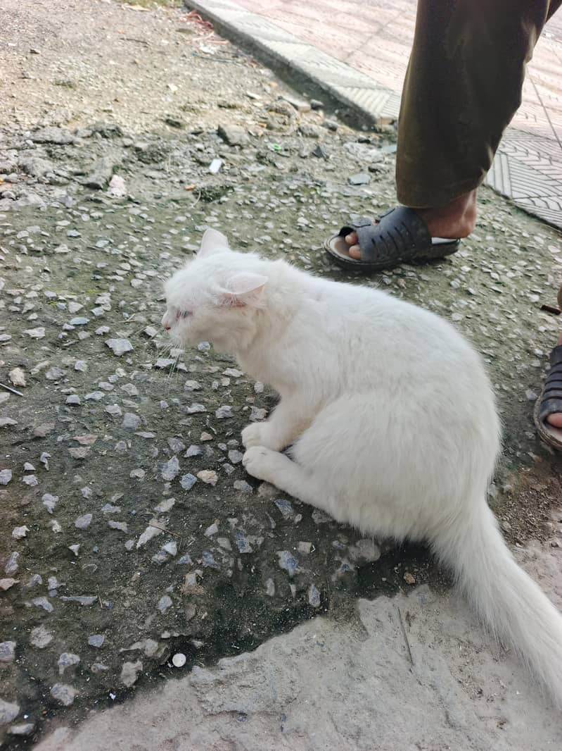 white cat 2