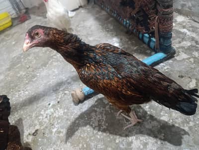 aseel for sale