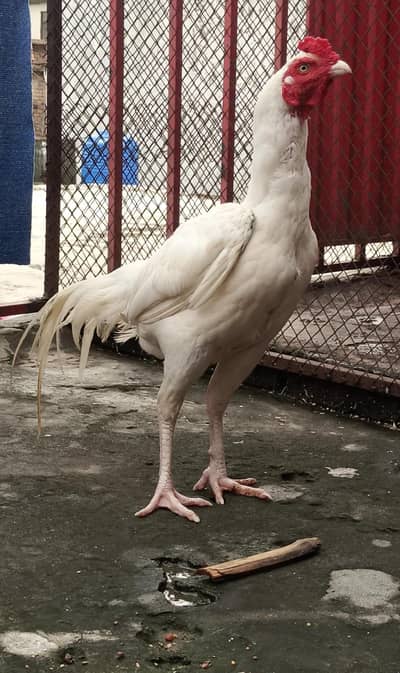 heera aseel white aseel