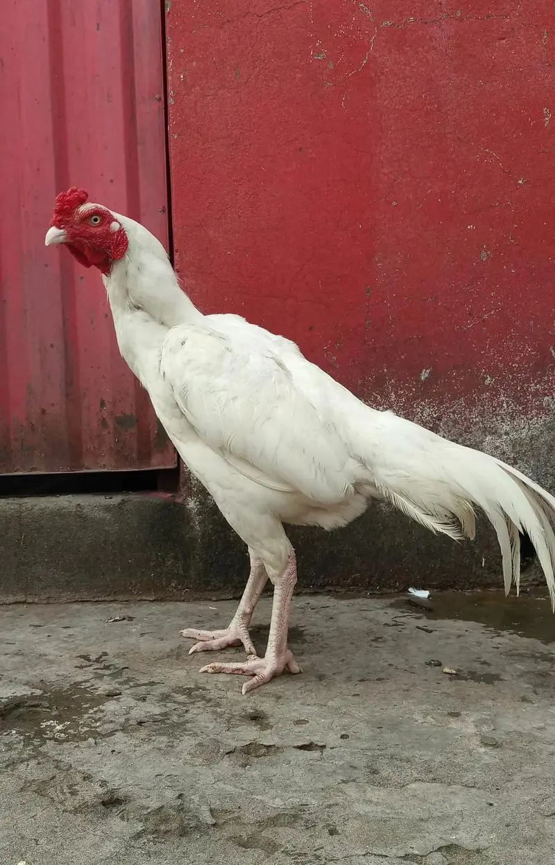 heera aseel white aseel — photo 2
