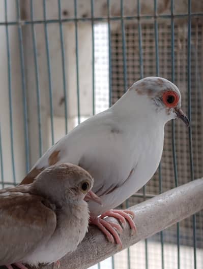 Red pied dove breeder pair 2500 with 2 chicks