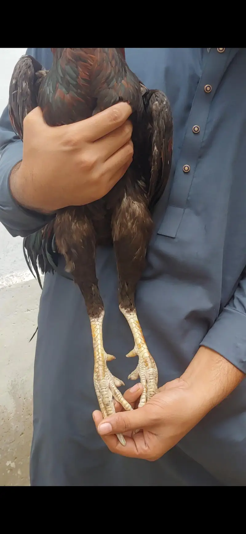 Lakha Aseel — photo 3