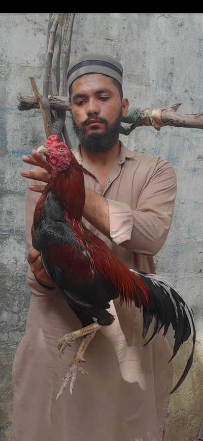 Lakha Aseel