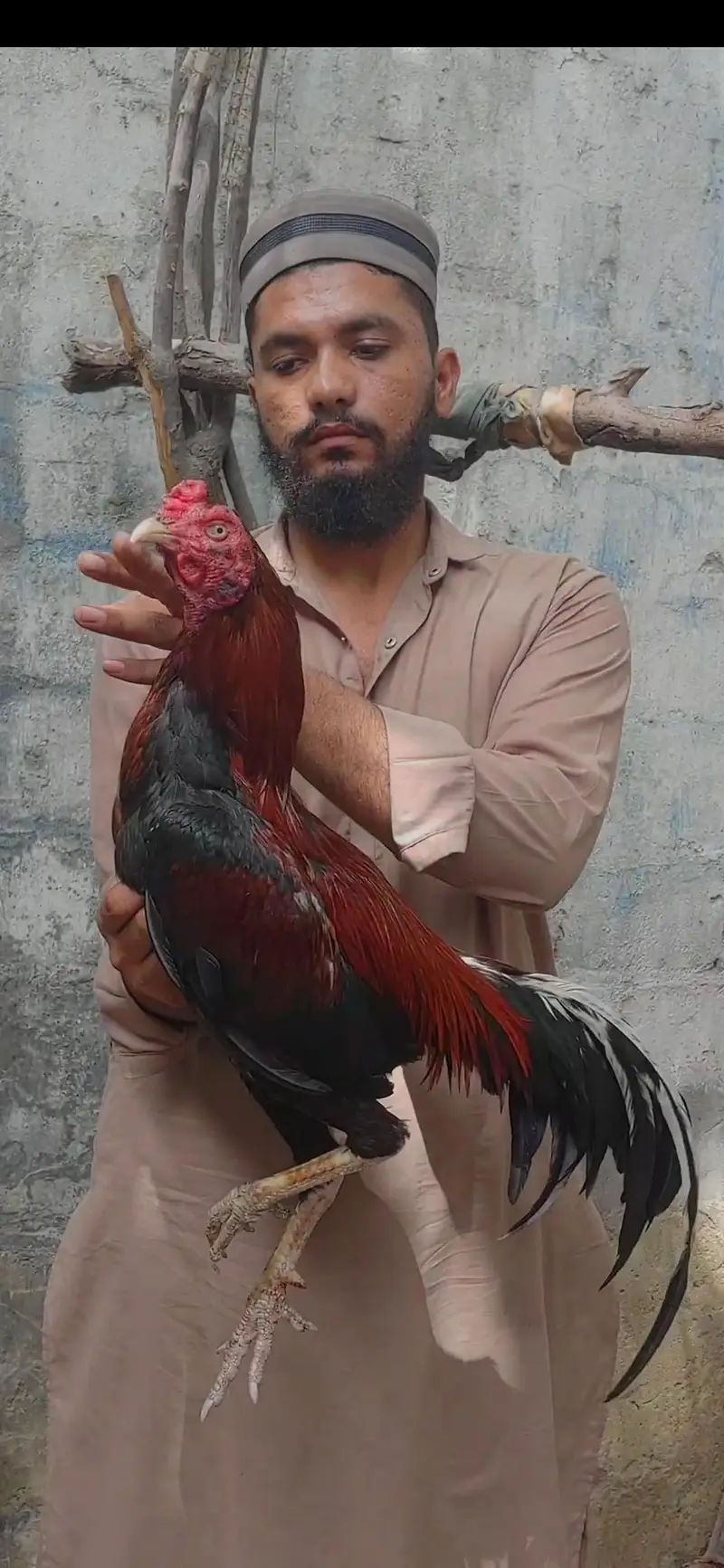 Lakha Aseel