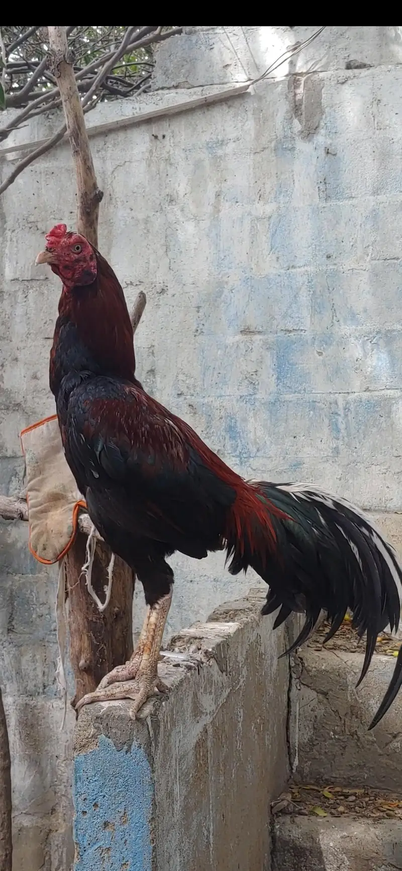 Lakha Aseel — photo 5