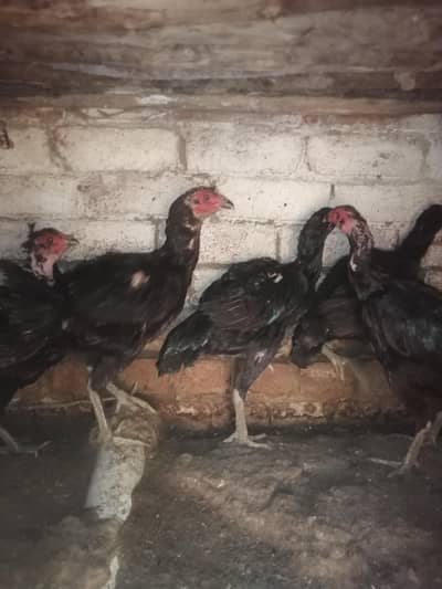 Imported 5 Pakoye Females and 1 mianwali female