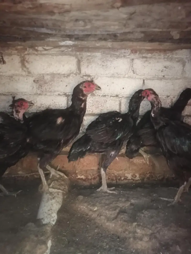 Imported 5 Pakoye Females and 1 mianwali female
