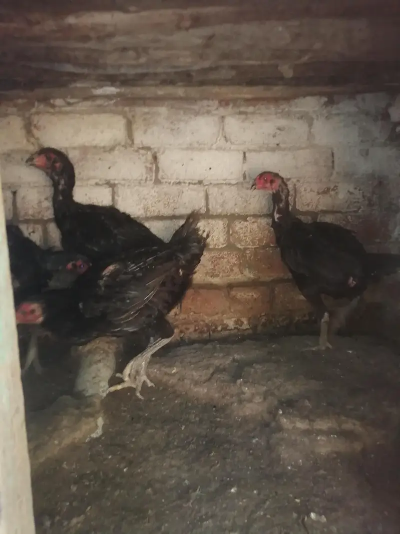 Imported 5 Pakoye Females and 1 mianwali female — photo 2