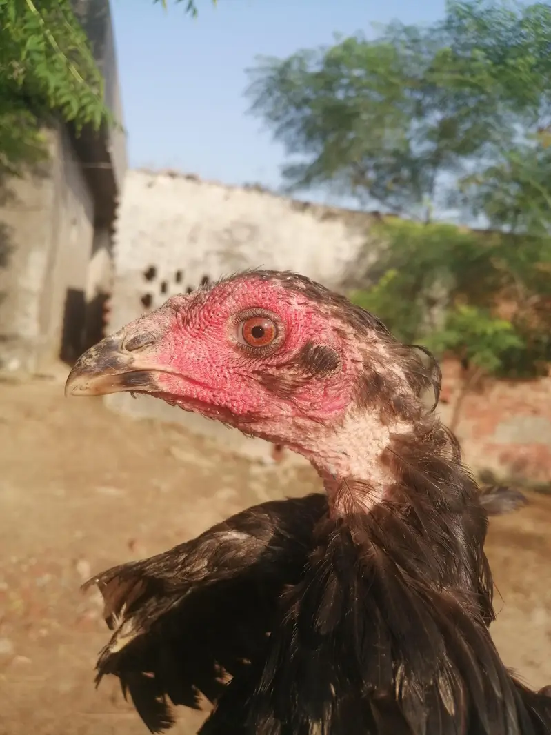 Imported 5 Pakoye Females and 1 mianwali female — photo 3