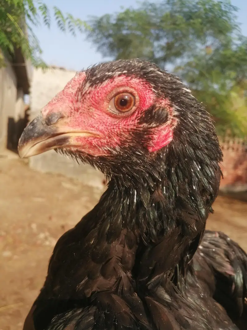 Imported 5 Pakoye Females and 1 mianwali female — photo 4