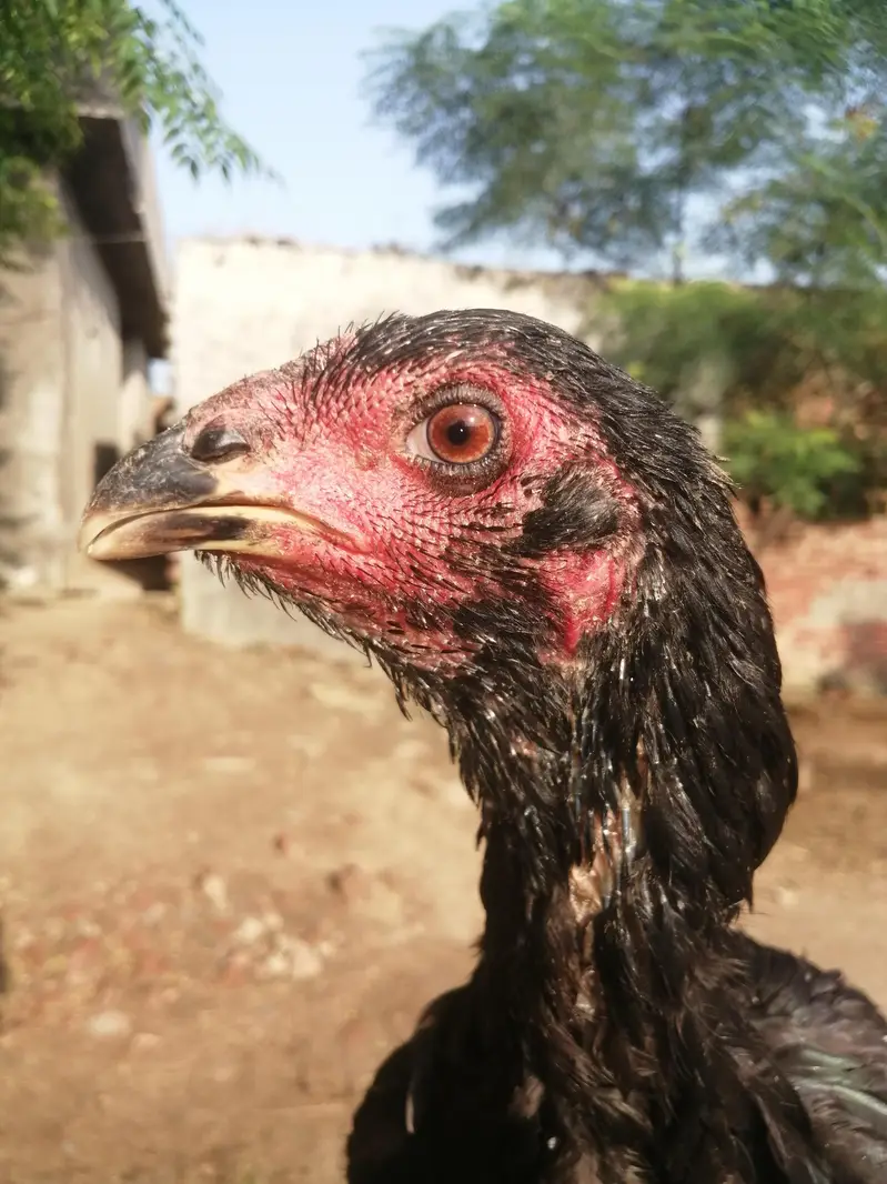 Imported 5 Pakoye Females and 1 mianwali female — photo 5