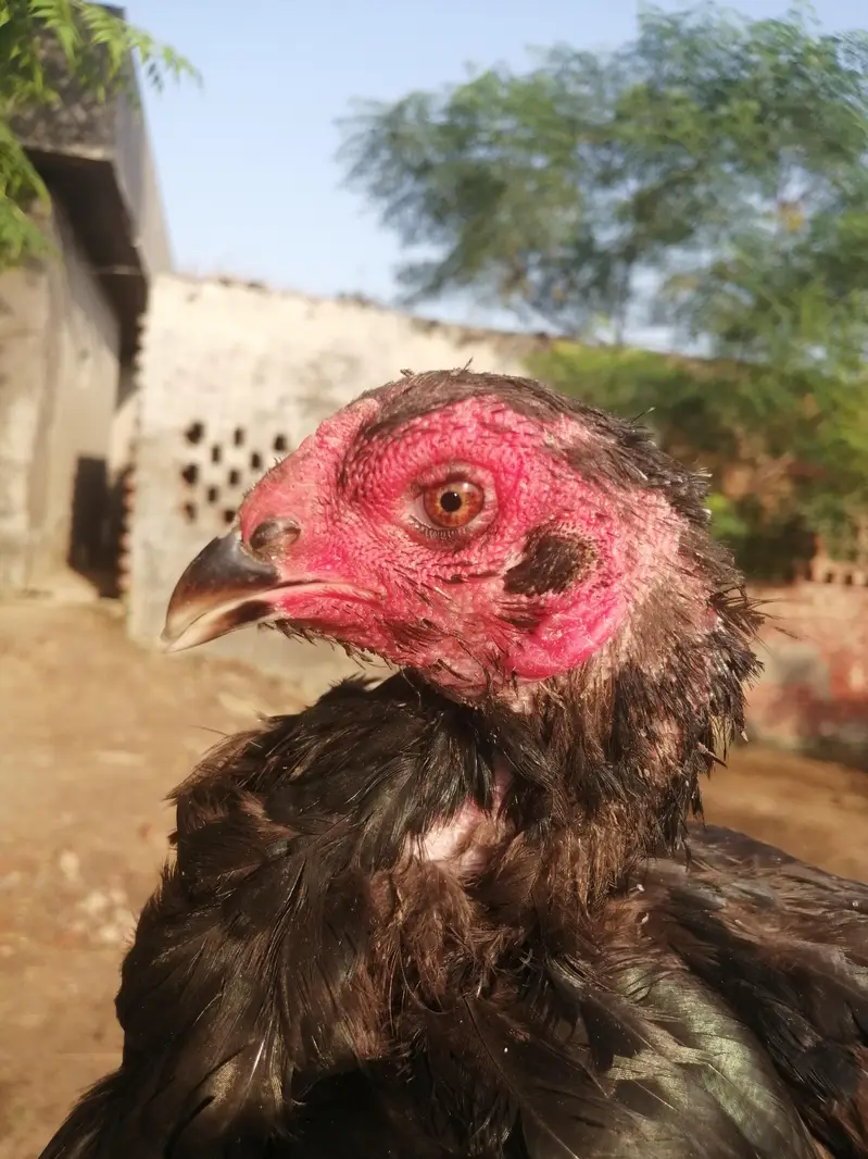 Imported 5 Pakoye Females and 1 mianwali female — photo 6