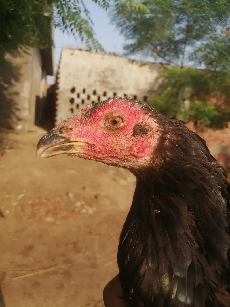 Imported 5 Pakoye Females and 1 mianwali female — photo 7