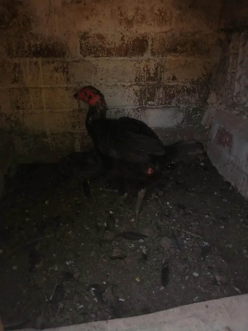 Imported 5 Pakoye Females and 1 mianwali female — photo 8
