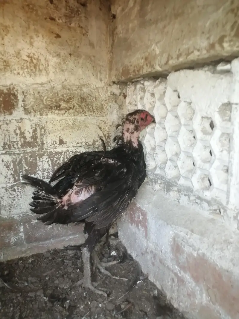 Imported 5 Pakoye Females and 1 mianwali female — photo 9