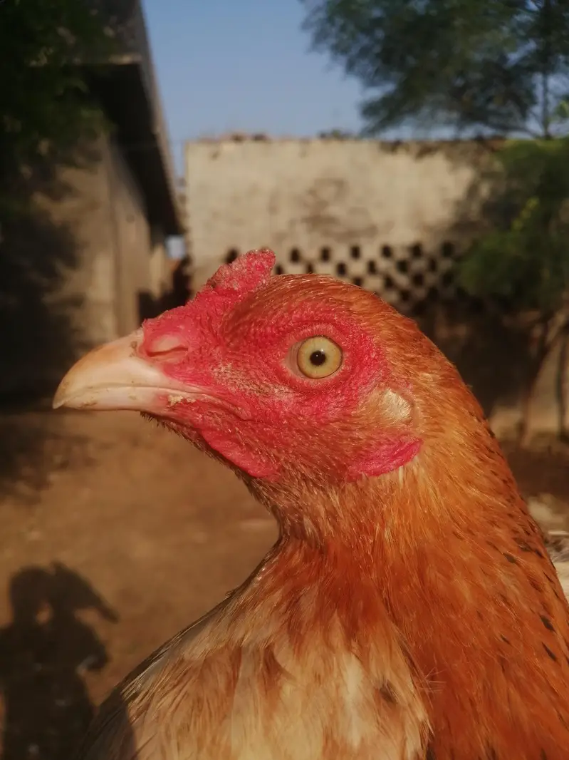 Imported 5 Pakoye Females and 1 mianwali female — photo 10