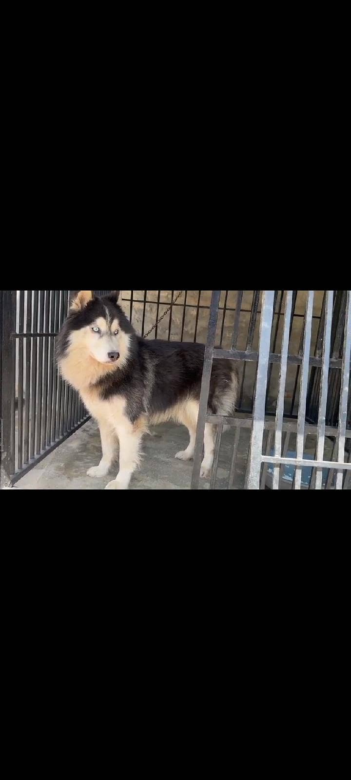 husky 0