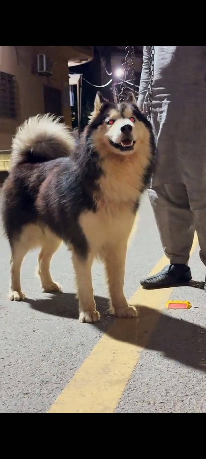 husky 1