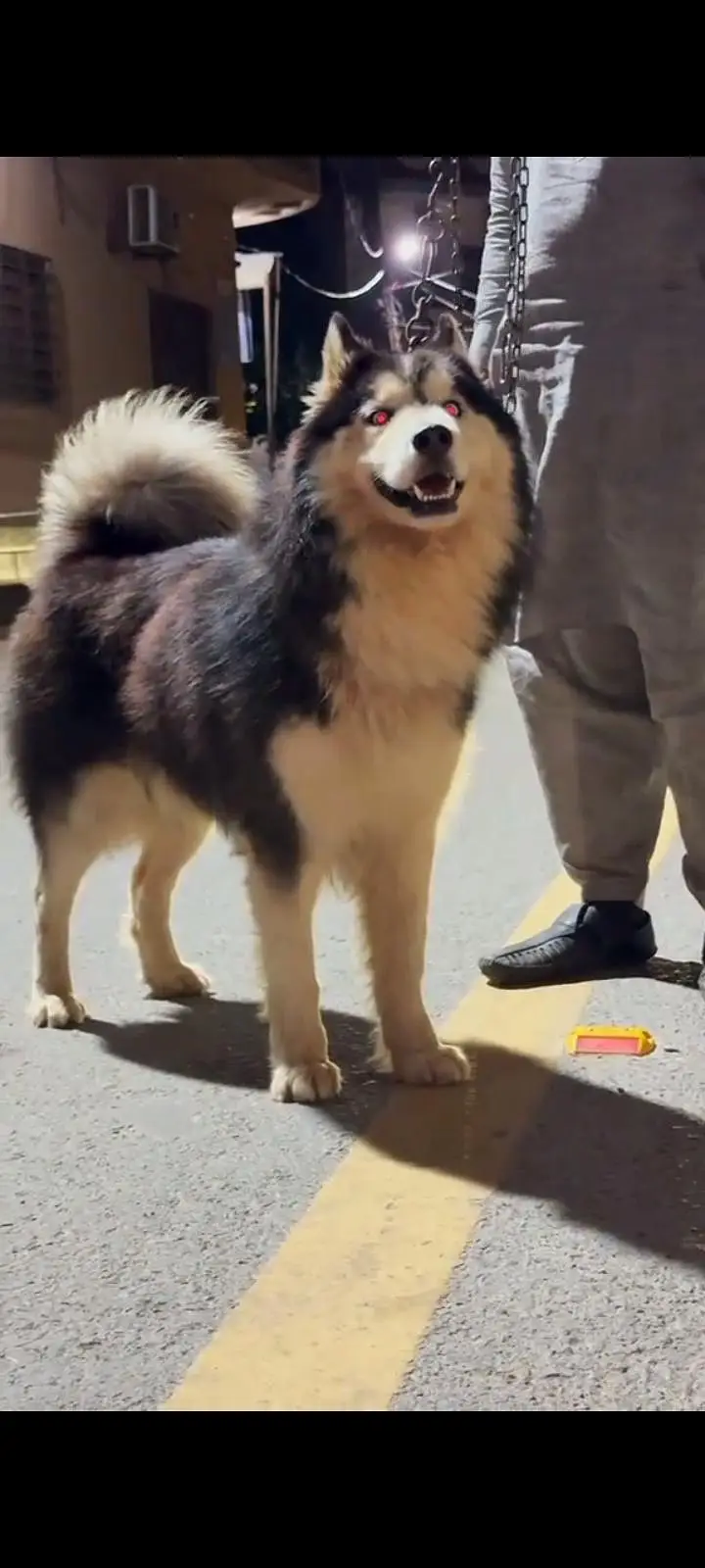 husky — photo 2