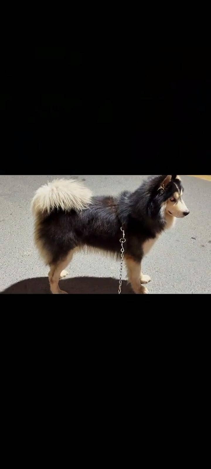 husky 2