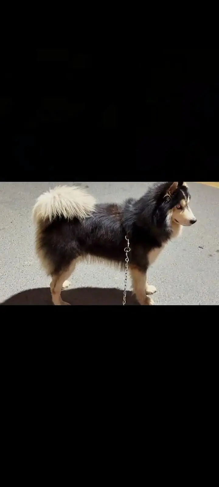 husky — photo 3