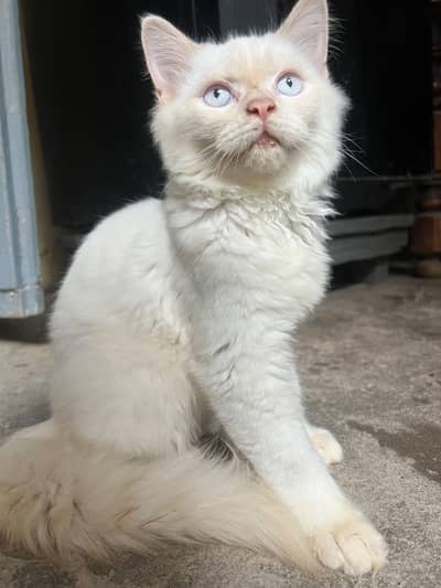 male persian