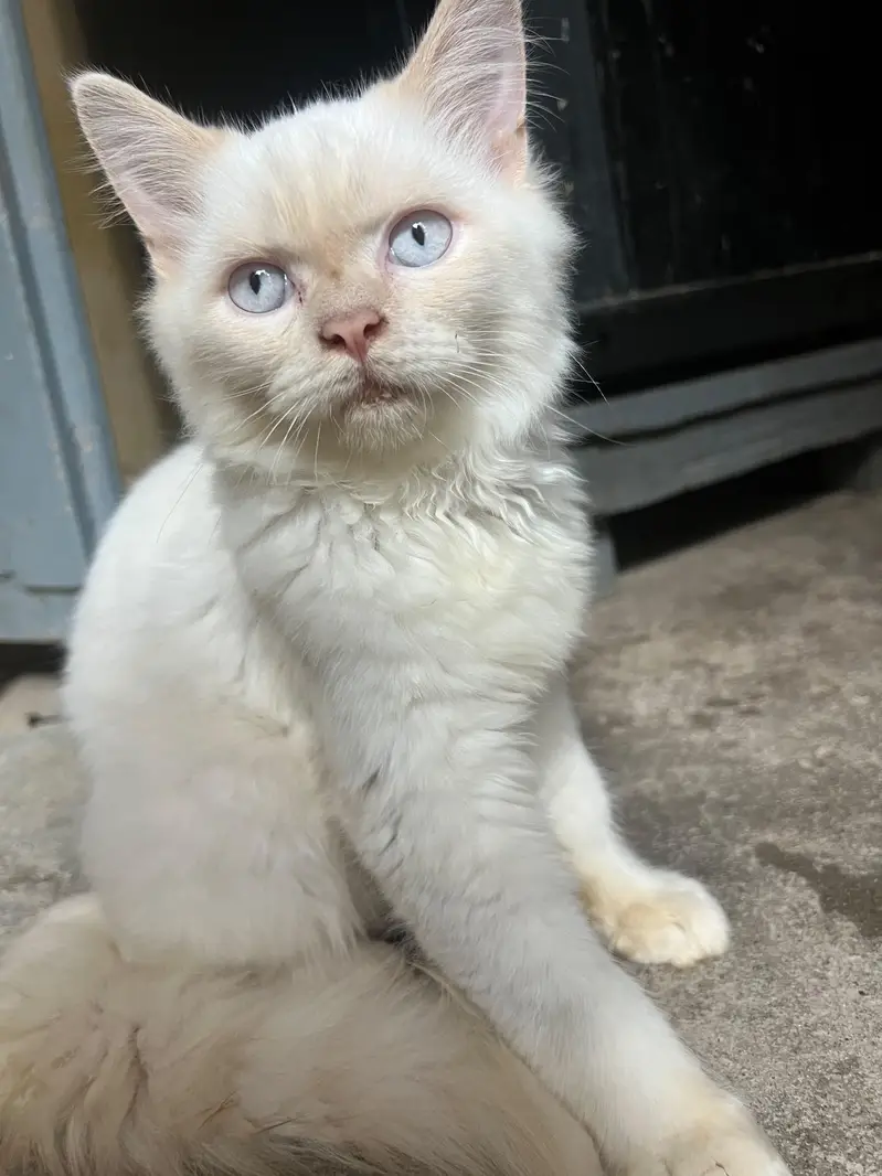 male persian — photo 3