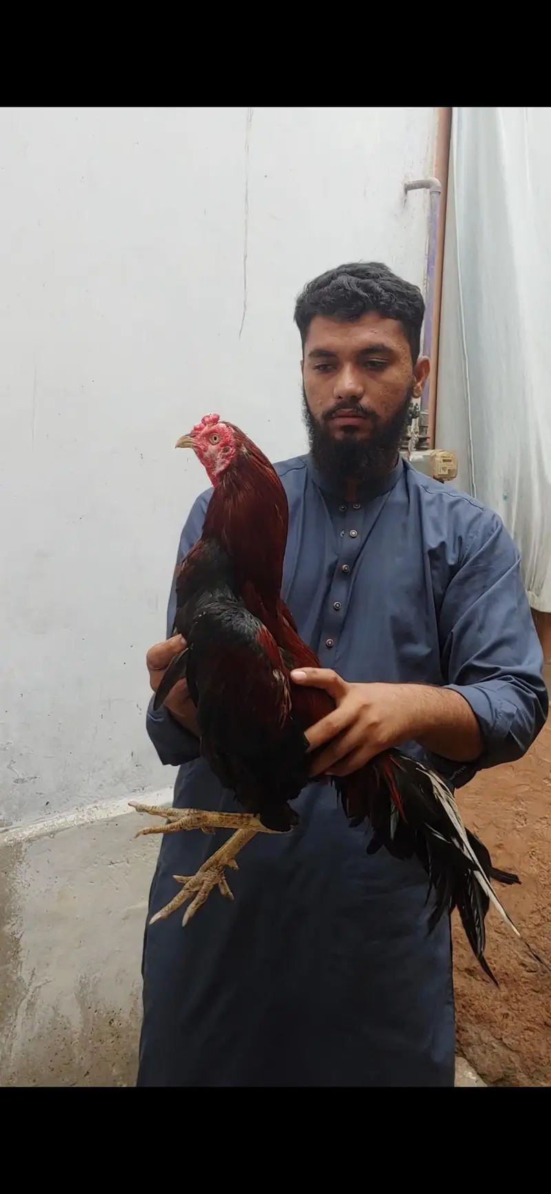 Lakha Aseel — photo 6