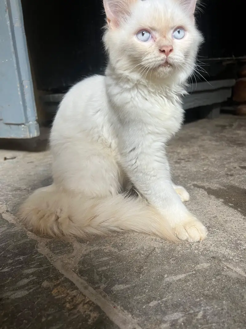 male persian — photo 3