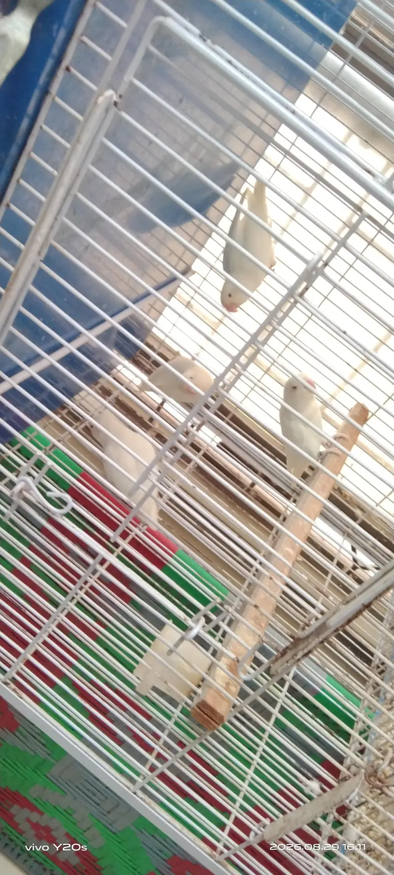 Albino Bueaty