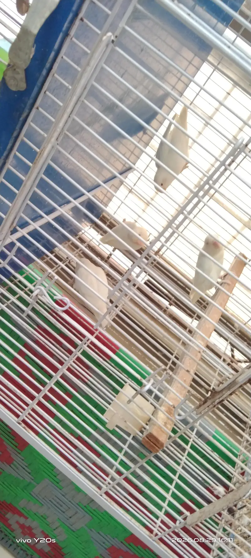 Albino Bueaty — photo 2