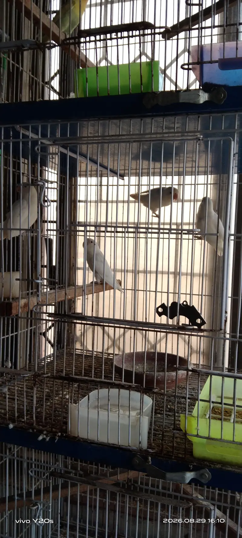 Albino Bueaty — photo 3