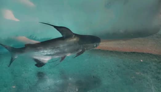 Vail tell Oscar albino Oscar  copper Oscar naja shark