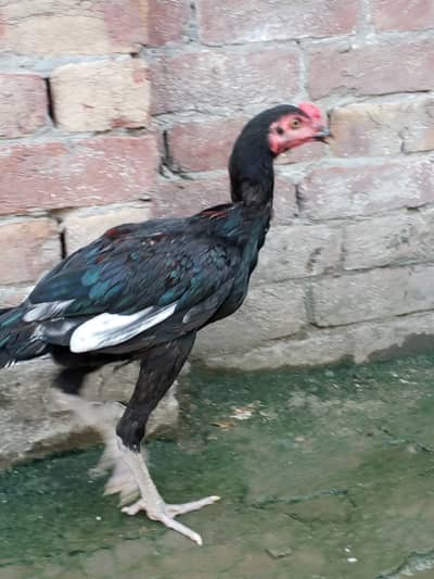 Aseel murgiya or murga 032087882463 call or Whatsapp per rabta kre