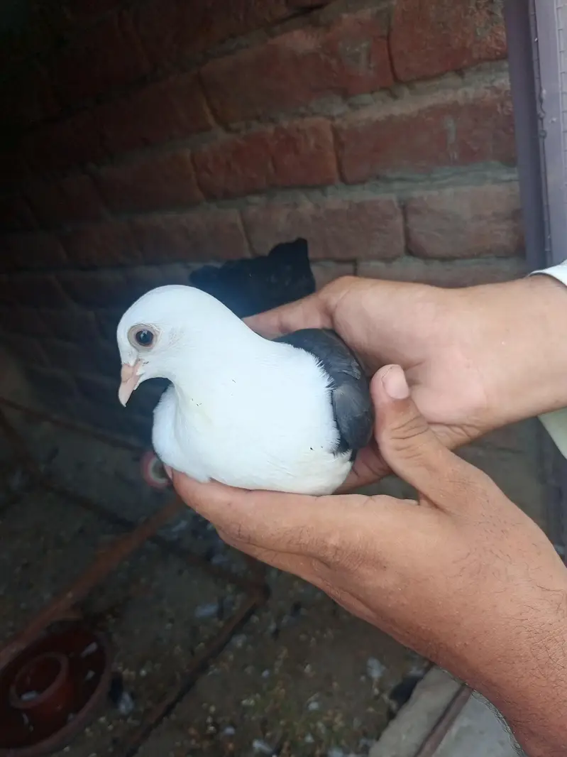 karbali kabutar