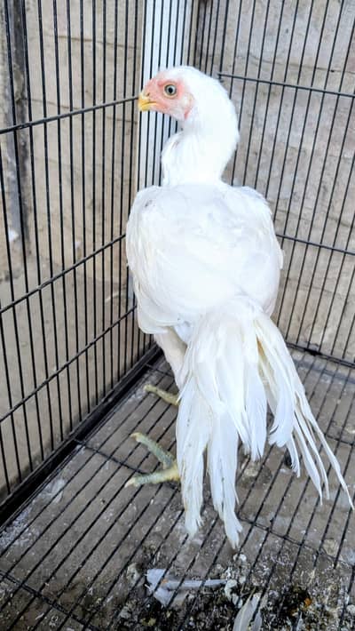 Pure Indian parrot beak female chik