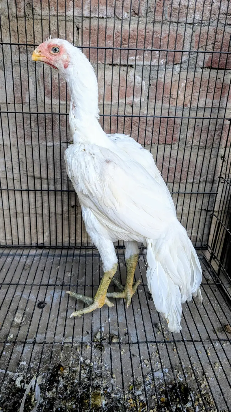 Pure Indian parrot beak female chik — photo 8
