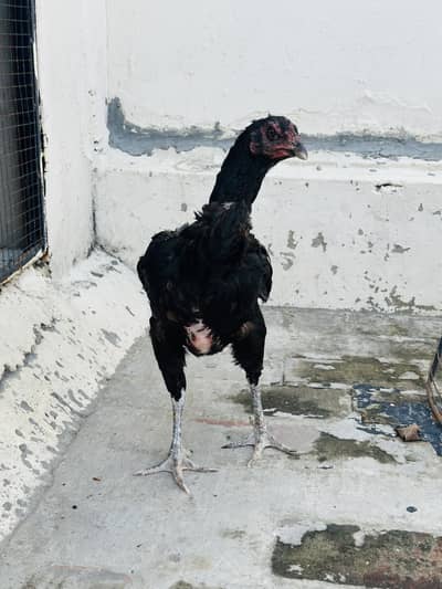 Thai x dragon hen madi