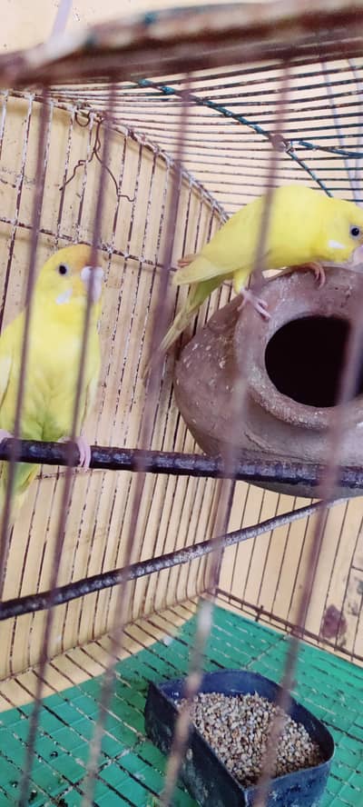 Budgies and Red Eyes Parrots