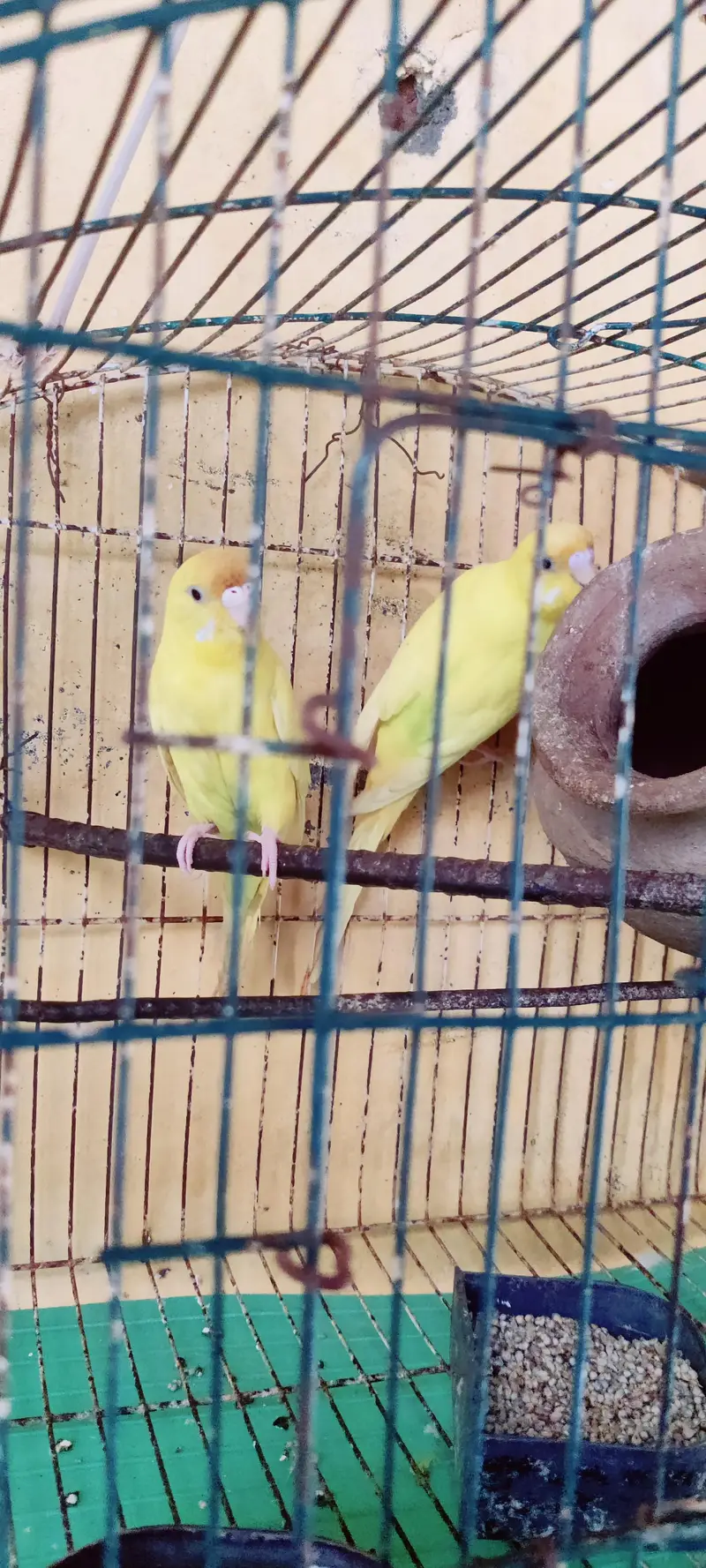 Budgies and Red Eyes Parrots — photo 2