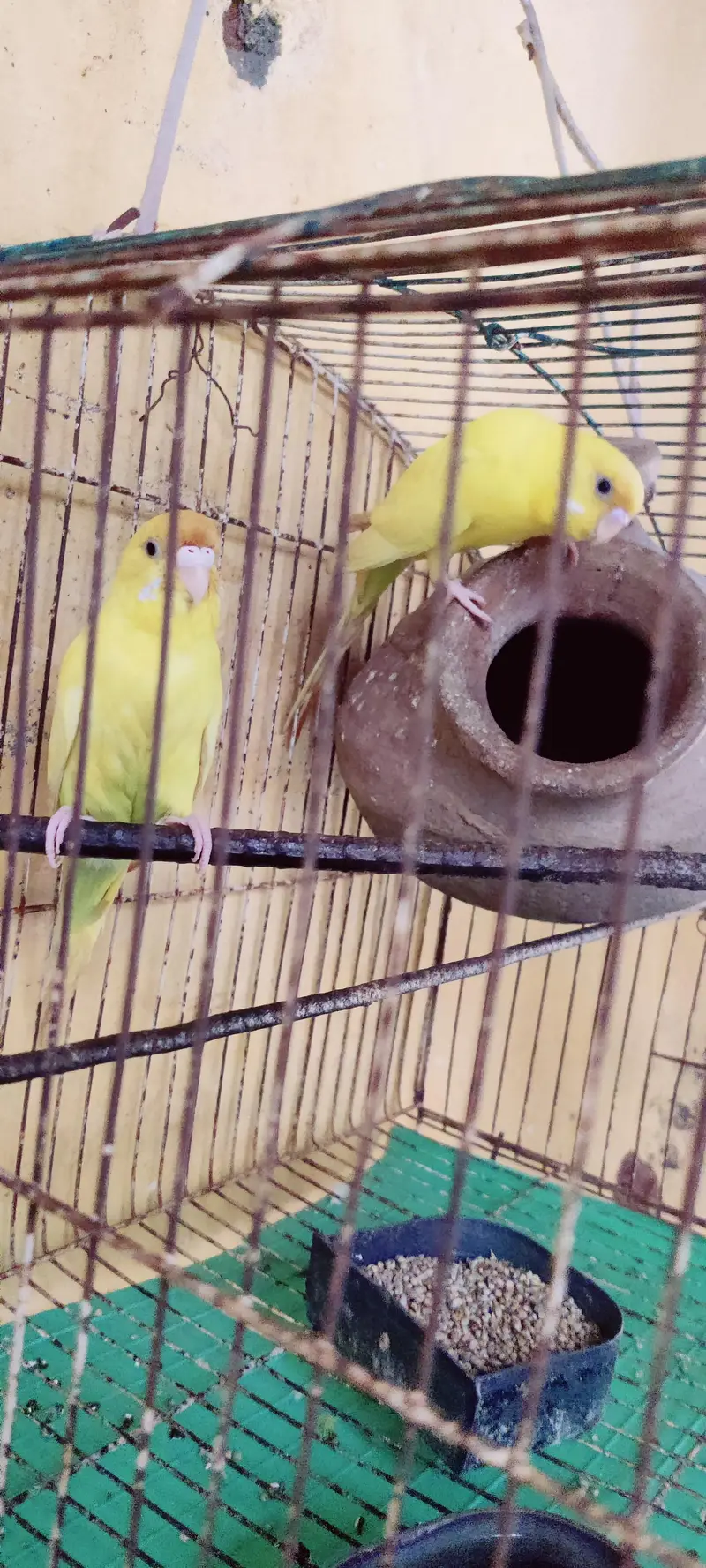 Budgies and Red Eyes Parrots — photo 3