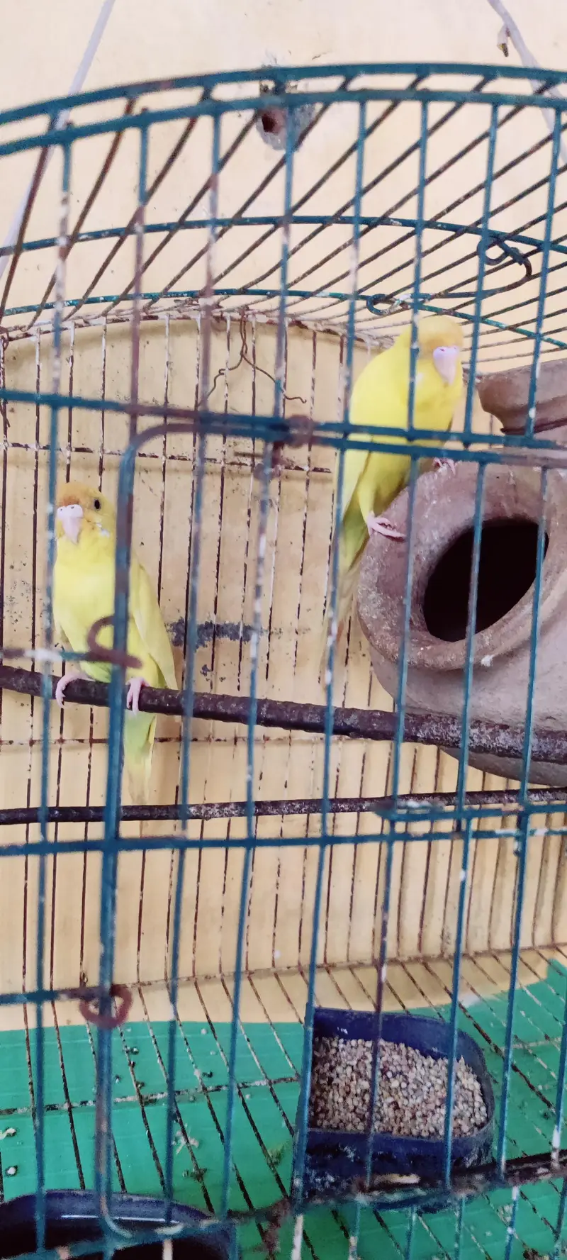 Budgies and Red Eyes Parrots — photo 4